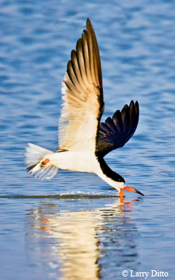 skimmer